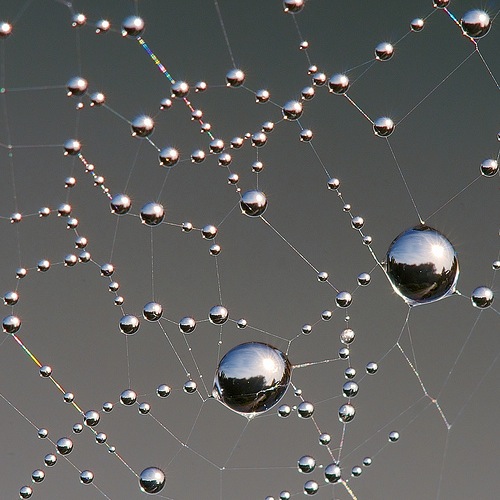 spider-web-dew-drop